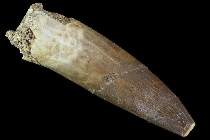 Bargain, Fossil Plesiosaur (Zarafasaura) Tooth - Morocco #81579